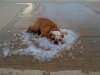 dog[1].jpg