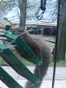 sqirrel.jpg