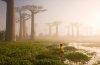 trees-Madagascars-ancient-forest-of-baobab-trees.-via-Dean.jpg