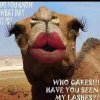 162101-Hump-Day-Camel-With-Makeup.jpg