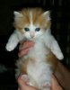 Marmalade1.jpg