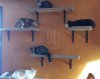 catwall.jpg