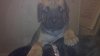 puppy2a.jpg