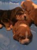 Basset Hound Pups 021.jpg