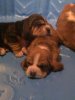 Basset Hound Pups 022.jpg