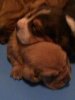 Basset Hound Pups 023.jpg