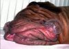 th_dog.jpg
