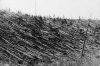 tunguska.jpg