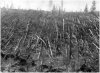 tunguska1.jpg