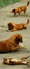 dogmantis.jpg