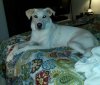 Pup.jpg