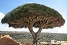 dragon tree.jpg dragon tree.jpg