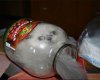 cat in jar.jpg