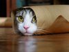 burrito kitty.jpg