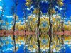 mirror tree.jpg
