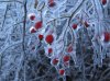 Ice berry tree.jpg