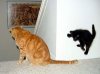 attack kitten.jpg