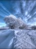 winter scene3.jpg