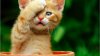 cat-wallpaper-free-download-8796.jpg