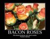 baconroses.jpg