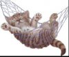 hammock kitty.jpg
