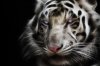 White_Tiger_by_mceric.jpg