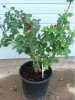 rose bush vape stand.jpg