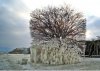 wierd frozen tree.jpg