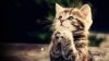 cat praying.jpg