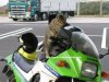 Cat Bike.jpg