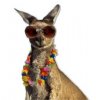 kangaroo-tours.jpg