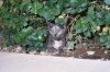 buzz-taz0011.jpg