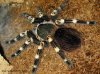 tarantula.jpg