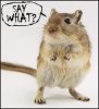 gerbil.jpg