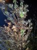 20111129_070736.jpg