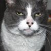 unamusedcat.jpg