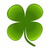 clover2.jpg