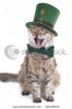 singing-st-patrick-s-day-cat-26319040.jpg