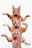 egyptian cats.jpg