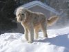 maya~snow 454.jpg