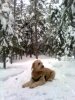 maya~snow 202.jpg