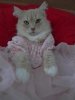 cat show.jpg