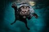 120214-underwater-doggies-01.photoblog900.jpg