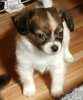 Piper 9 weeks.jpg