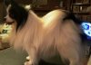 black and white show dog.jpg
