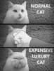 luxurycat.jpg