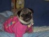 tootsie in pajamas.jpg