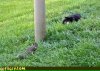 catstalkssquirrel.jpg