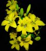 Flower-lily_IGP1715.jpg