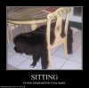 funny-dog-pictures-sitting-complicated.jpg